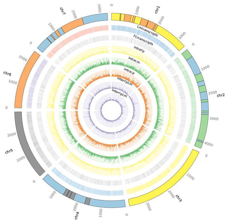 Přiřazení transkriptů a SNP na chromozomy 21 992 mezidruhových SNP identifikováno v 4 554 genech 17 768 transkriptů uspořádáno