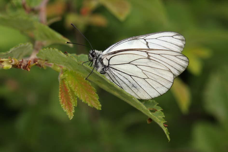 Checklist of butterflies and moths of the Vysočina Region Abstract A list of 2285 Lepidoptera species hitherto recorded in the Vysočina Region is presented.