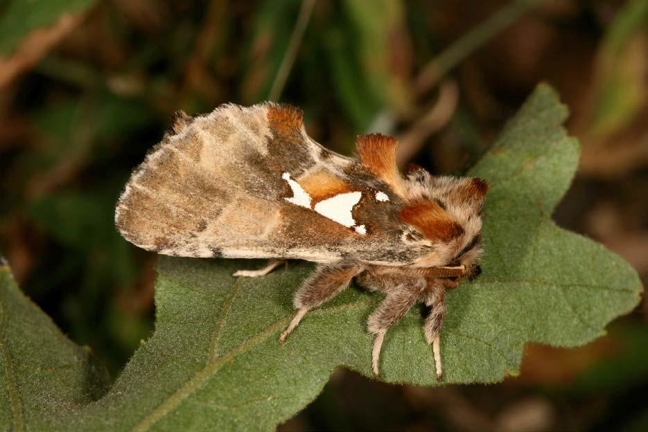 Noctua orbona (Hufnagel, 1766) osenice černoskvrnná Noctua interposita (Hübner, 1790) osenice přehlížená Noctua comes Hübner, 1813 osenice prvosenková Noctua fimbriata (Schreber, 1759) osenice