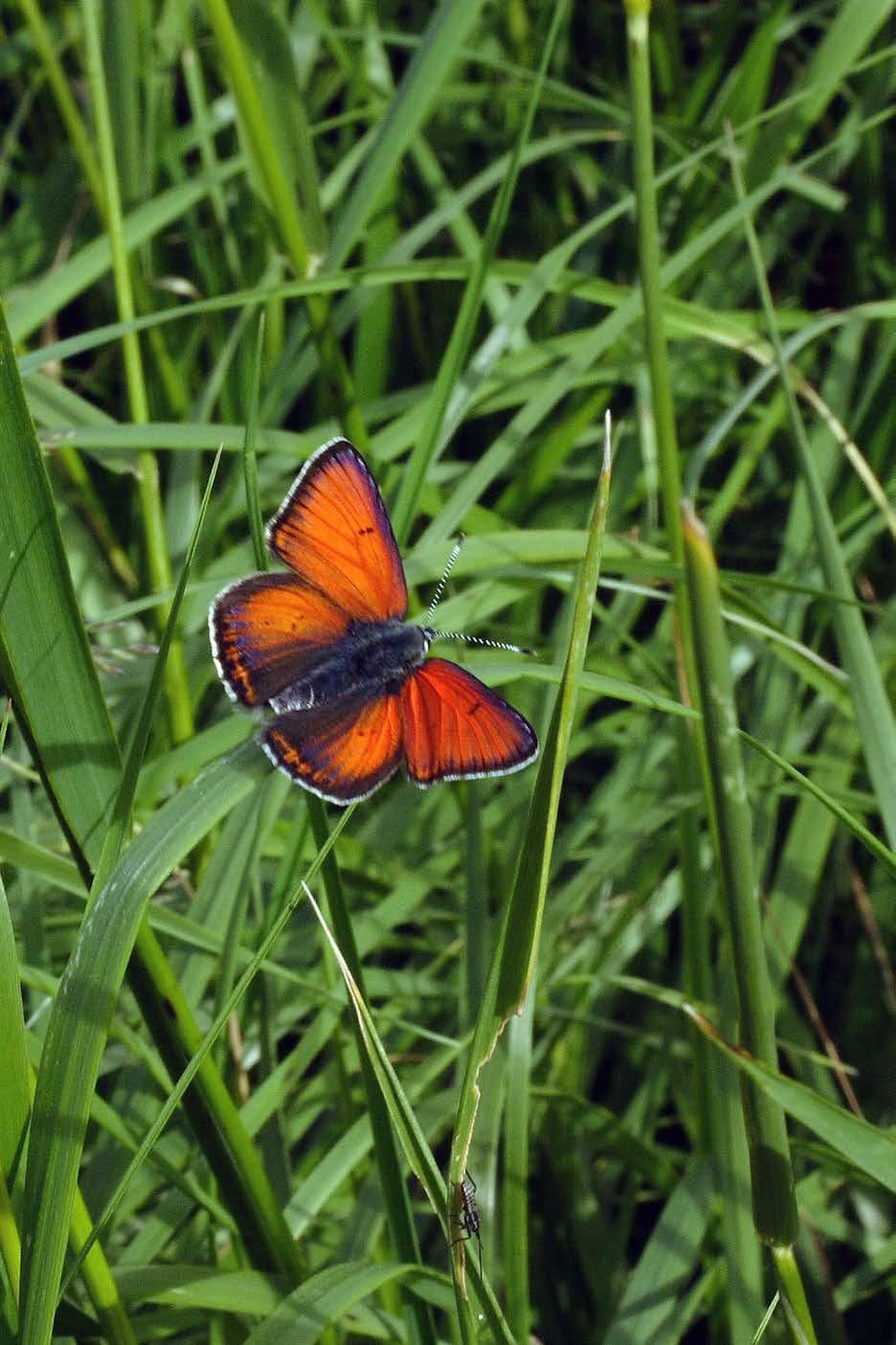 Ohniváček modrolemý (Lycaena hippothoe) patří v Kraji Vysočina