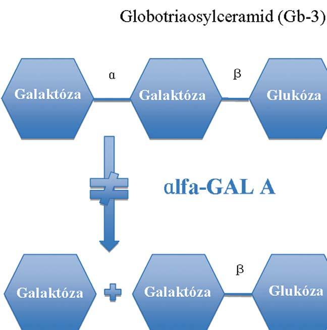 Klasická forma choroby s postižením mnoha orgánů je progresivním onemocněním, které vede k selhání ledvin a k předčasnému úmrtí.