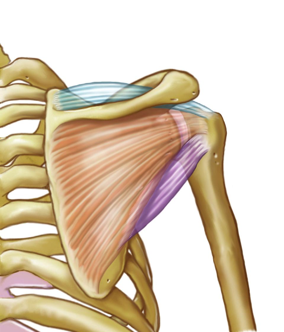 Anatomie rotátorů, pohled zepředu nadpažek lopatky (acromion) sval nadhřebenový (musculus supraspinatus) klíční kost (clavicula)