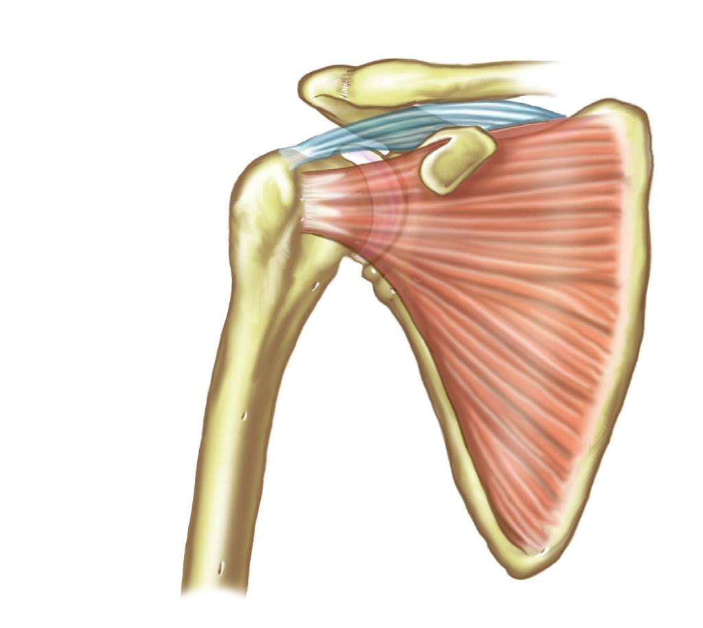 subscapularis) Anatomie rotátorů, pohled zezadu sval nadhřebenový (musculus supraspinatus) kost klíční (clavicula) nadpažek