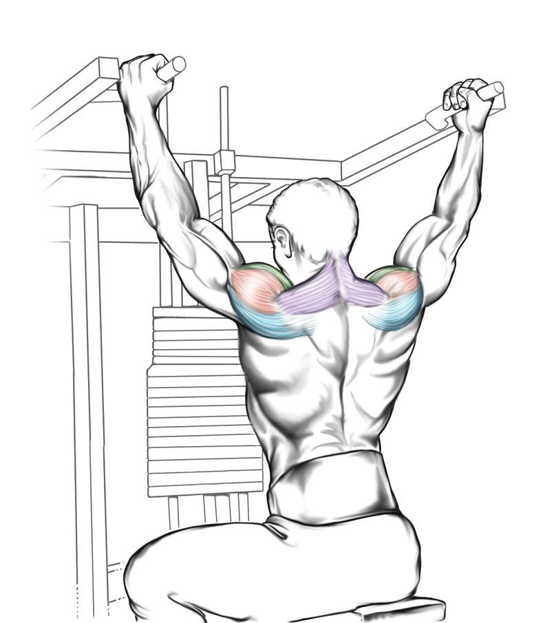 Anatomický pohled Umístění rukou: Při úchopu v šíři ramen je nejlépe zatížena přední hlava deltového svalu.