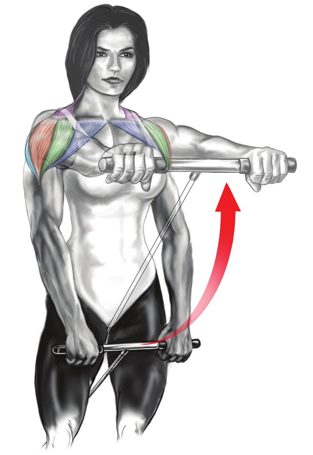 Používané svaly Primárně: přední hlava deltového svalu. Sekundárně: střední hlava deltového svalu, trapéz, horní část prsních svalů.