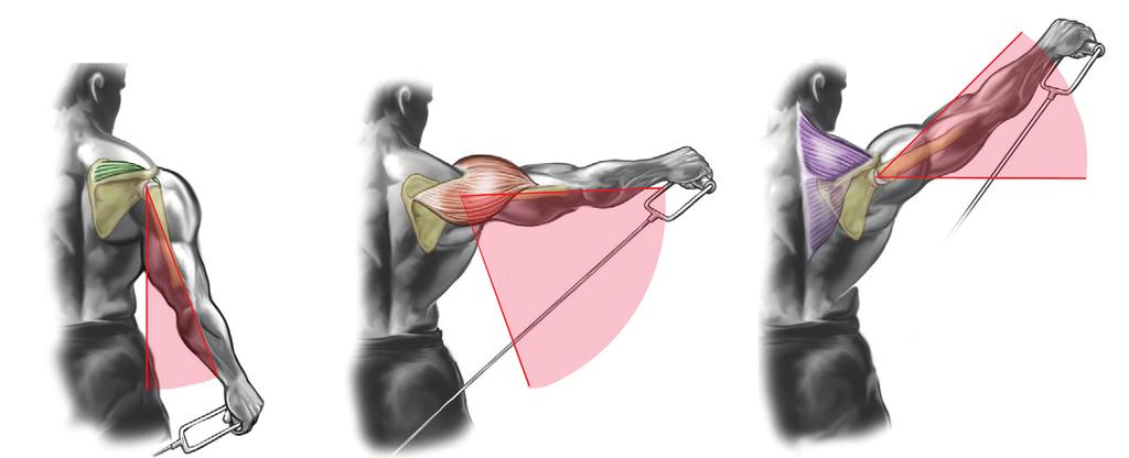 Anatomický pohled Rozsah pohybu: Když ukončíte pohyb nahoru na úrovni ramen, udržujete střední hlavu deltového svalu neustále napnutou. Když však zvednete držadlo výše, práci přebírá sval trapézový.