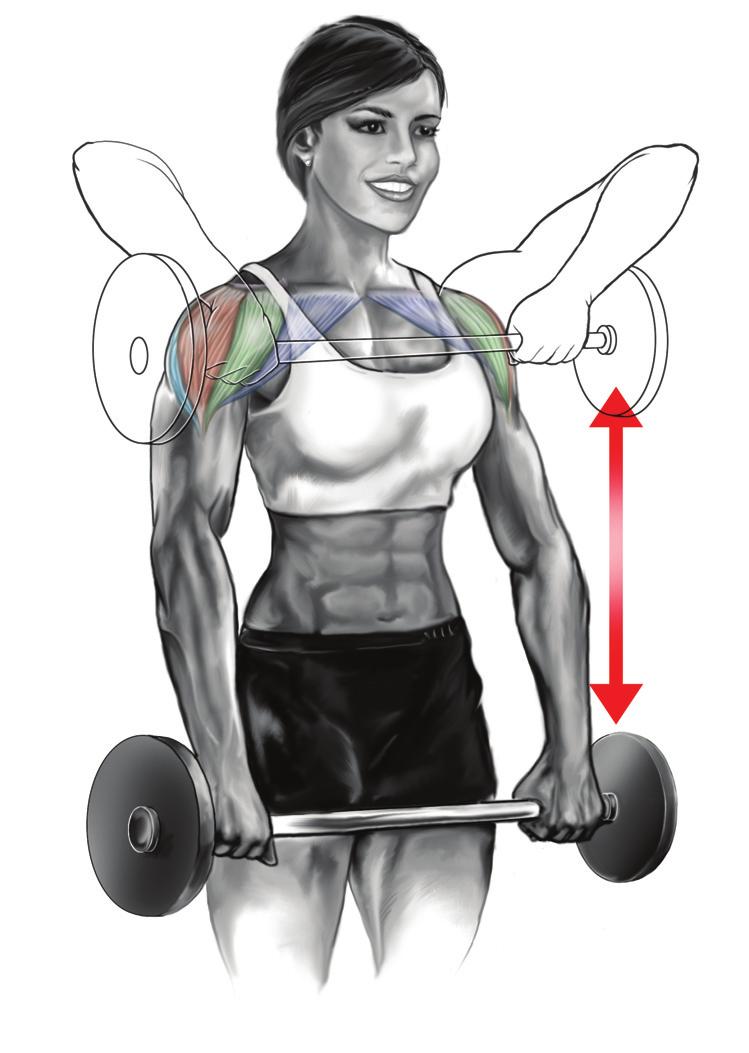Anatomický pohled Umístění rukou: Při použití širokého úchopu na tyči je zatížen deltový sval, zatímco při úzkém úchopu je zatížen sval trapézový.