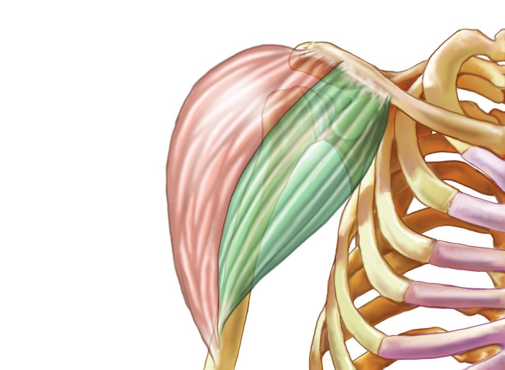 Anatomie deltového svalu, pohled zepředu nadpažek lopatky (acromion) klíční kost (clavicula) střední hlava deltového svalu (musculus deltoideus
