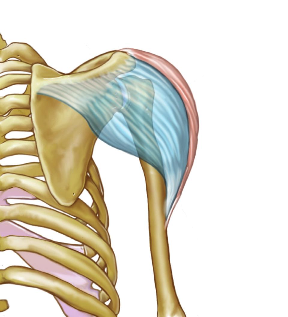 humeri) Anatomie deltového svalu, pohled zezadu klíční kost (clavicula) nadpažek lopatky (acromion) střední hlava deltového svalu (musculus