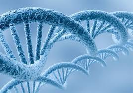 MATEMATICKÁ BIOLOGIE BUNĚČNÁ A MOLEKULÁRNÍ BIOLOGIE co se společně stalo: struktura DNA