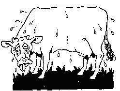 Vřed chodidla (RV) Prevence Zaměření na dobu stání místa, kde krávy nejvíce stojí, kvality ležících boxů, plnost