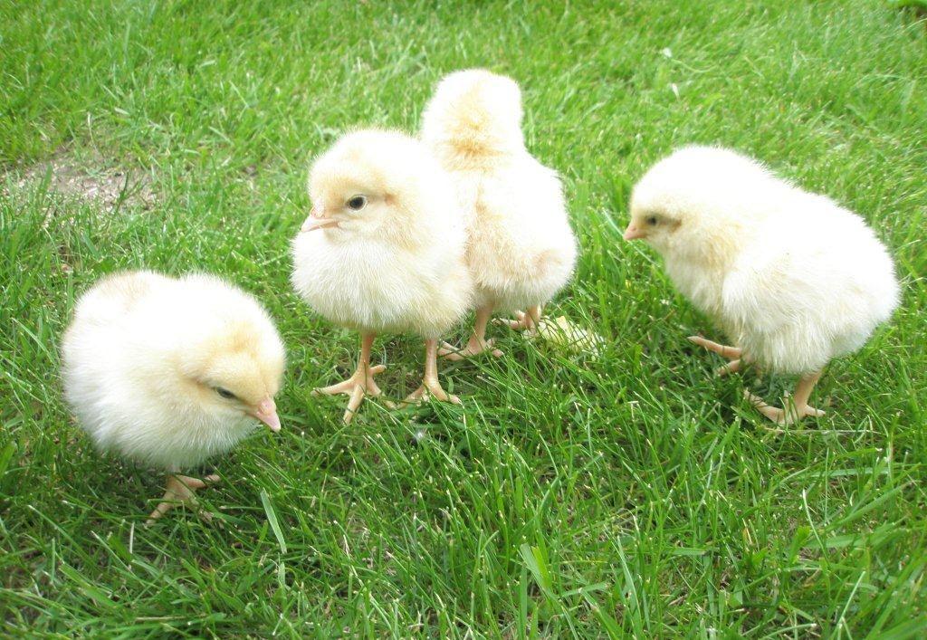 A Aktuálně o venkovu 26 Bendl na Agrární komoře: Zemědělci by neměli přijít o peníze na rozvoj venkova Čeští zemědělci a obce v následujících sedmi letech zřejmě nepřijdou o 300 milionů eur (zhruba