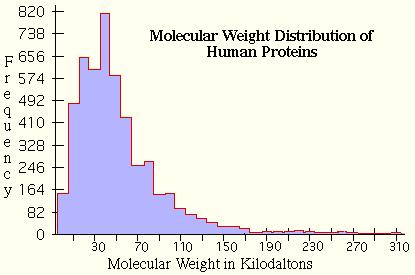 Velikost proteinu (MW) Vypočteno na