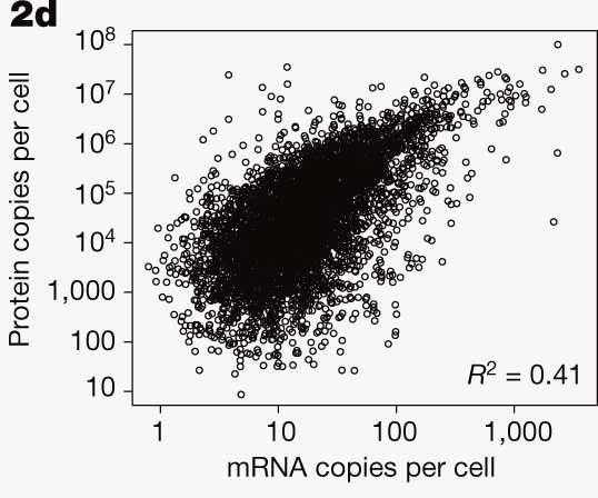 Rozpětí koncentrace/počtu kopií jednotlivých proteinů na buňku ( 10-10 8 )