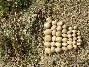 ha) Colomba (21,56 ha) Finka (15,6 ha) Impala (126,71 ha) Magda