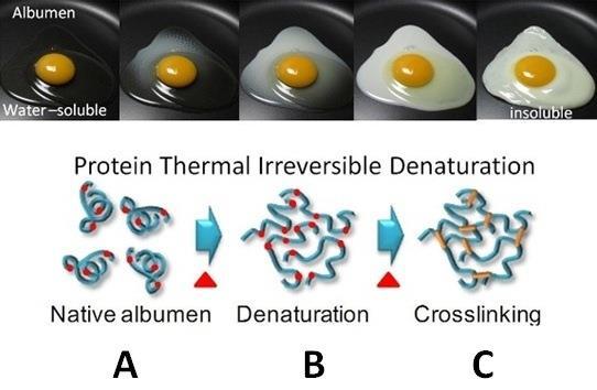 Nevratná tepelná denaturace bílkovin