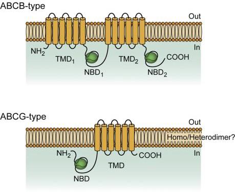 Struktura NBD = ABC Sarkadi et al.