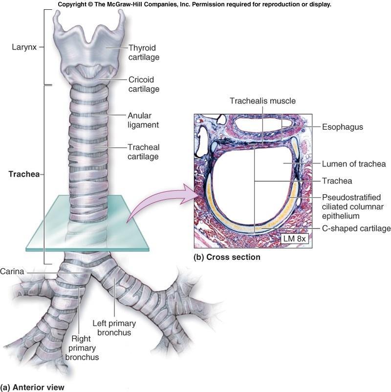 Trachea C6 Th4-5 12 15 cm 15 20 hyalinních chrupavek ve