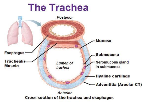 Trachea - locus minoris resistentiae cévní zásobení, imbibice intimní vztah s