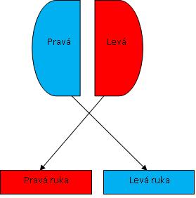 Teoretická část Obrázek 1 Dominance hemisfér Lateralizace, souvisí se stupněm, na kterém se každá hemisféra specializuje na určité typy funkce nebo procesy.