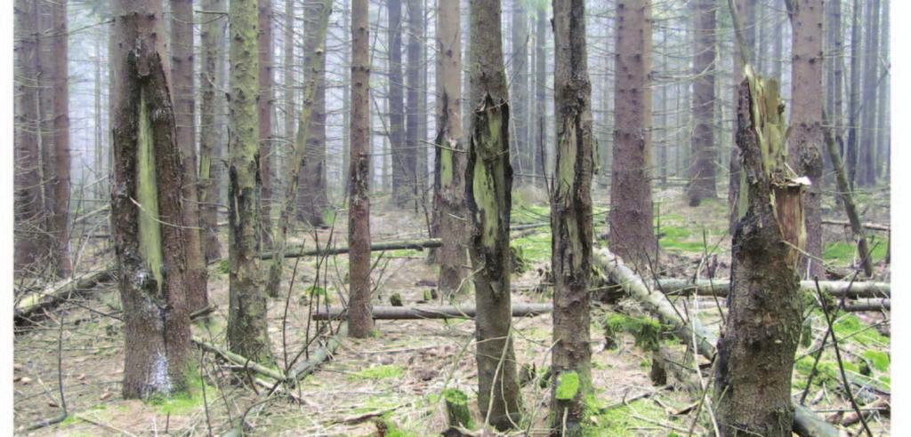 závěr Národní inventarizace lesů hodnotí škody zvěří na kmenech hroubí a jedincích nehroubí od výšky 10 cm. Evidováno je poškození kmene loupáním, ohryzem, vytloukáním a okus terminálu jedince.