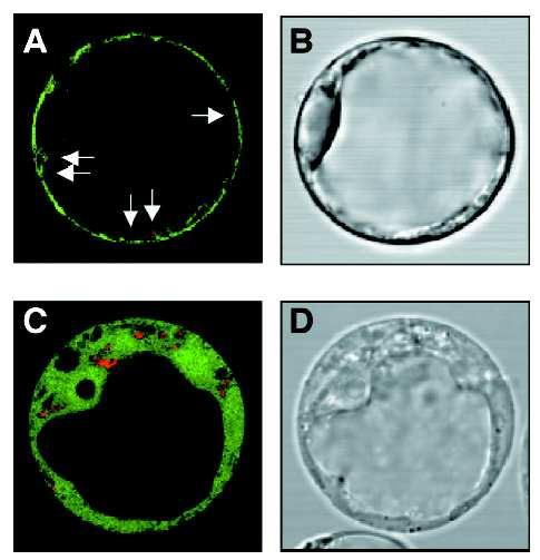 IRT1 GFP GFP
