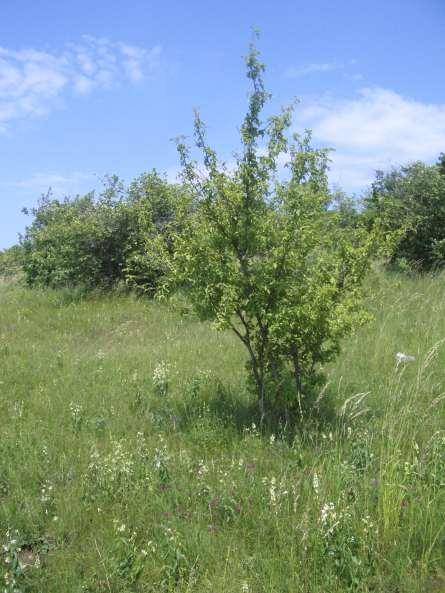 Problémy způsobené sečením porostů Ponechání shrabané nebo neshrabané biomasy na místě Příliš intenzivní pravidelné sečení (několikrát za sezónu) ztráta fertility Příklad stepních