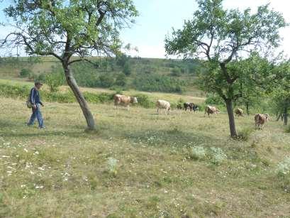 Pastva