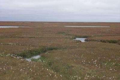 Tundra Oblast mimo optimum stromů,