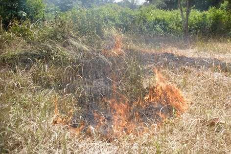 Udržuje živiny na stanovišti uvolnění fosforu Podporuje pyrofyty a klíčení neklonálních druhů Vhodnou kombinací se sečením a pastvou Vypalování velmi technicky velmi komplikované nebezpečí požáru,