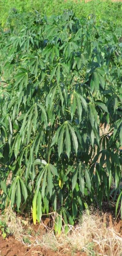 Maniok (kasava) - Manihot esculenta Euphorbiaceae (pryšcovité) Planě ve vlhkých tropech od Amazonky až do j.