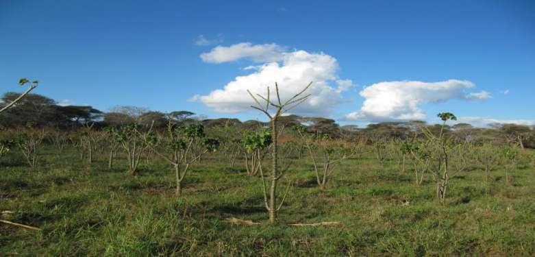 Dávivec černý Jatropha curcas Euphorbiaceae (pryšcovité) Keř nebo nízký strom Pochází ze Stř.