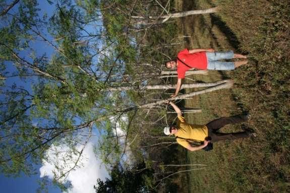 Behenový strom - Moringa oleifera Moringaceae Nejvíce rozšířen v oblasti v Indii, na Srí Lance a v J.