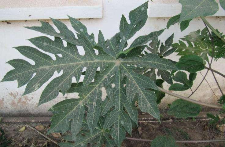 Papája obecná Carica papaya Caricaceae (papájovité) Pochází z j.