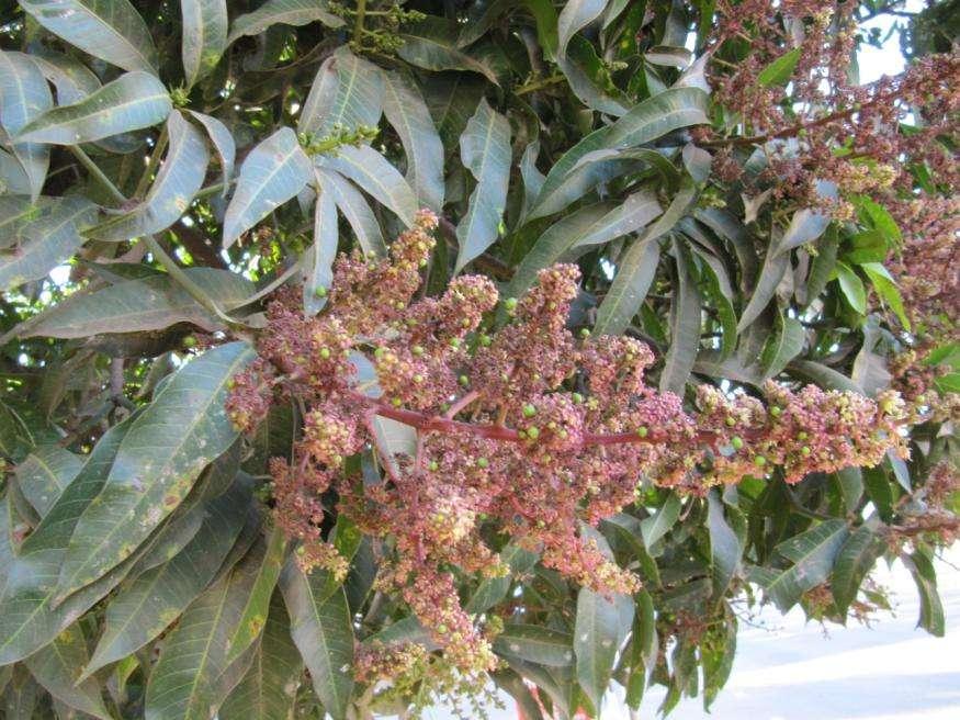 Mangovník indický - Mangifera indica Anacardiaceae (Ledvinovníkovité) Domácí v Indii, Barmě, Malajsii, pěstuje se v tropech celého světa Strom (až 20 m) Většina odrůd kvete jednou v