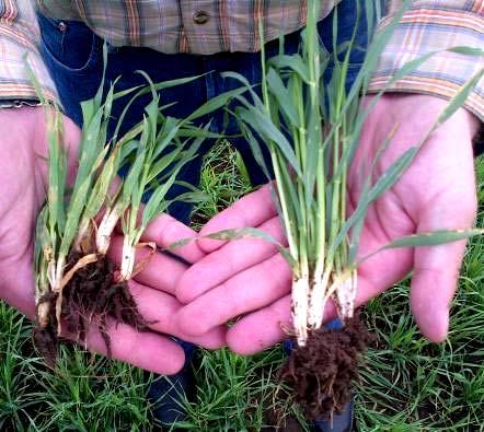 Dle našich metodik byl v polovině sloupkování aplikován v dávce 0,7 l/ha ENERGEN FRUKTUS pro zvýšení toku asimilátů do zrna (zvýšení HTS) a snížení obsahu NL. Popis pokusu.