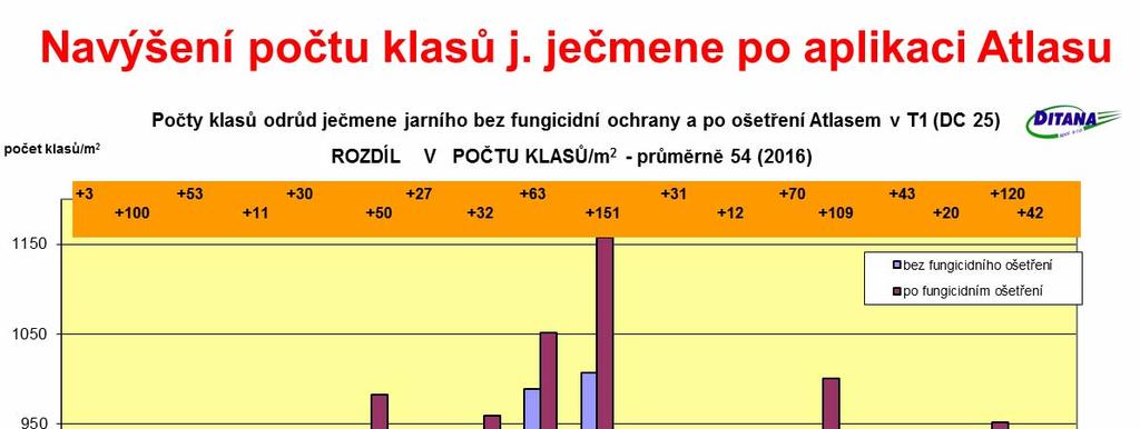Obr. 1: Zvýšení počtu klasů u jednotlivých odrůd jarního ječmene (tmavý sloupec) po včasné aplikaci Atlasu v dávce 0,2 l/ha (DC 25), hvězdičkou jsou označeny odrůdy s vneseným genem rezistence proti