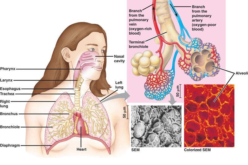 Větev plicní žíly (okysličená krev) Větev plicní tepny (odkysličená krev) Terminální průdušinka HLTAN HRTAN JÍCEN PRŮDUŠNICE Pravá