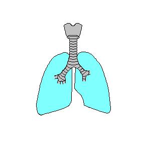 Restrikční porucha plicní ventilace omezení plicní kapacity
