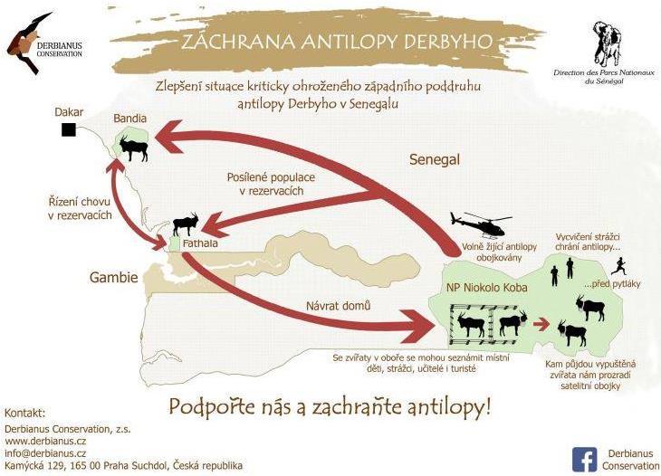 2) Pokud se antilopám bude v aklimatizační oboře dobře dařit, po roce by mohla být jedna část aklimatizační ohrady otevřena a část zvířat opatřená satelitními obojky vypuštěna volně do parku.