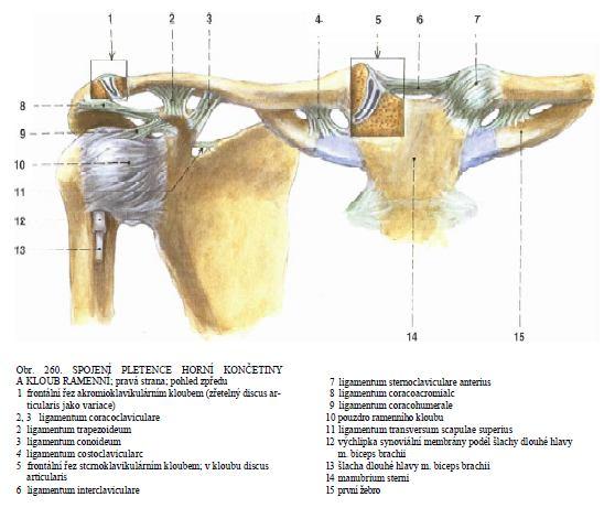 humeri) a mělkou jamkou kloubní na lopatce (fossa glenoidalis), která je téměř třikrát menší než hlavice pažní kosti.