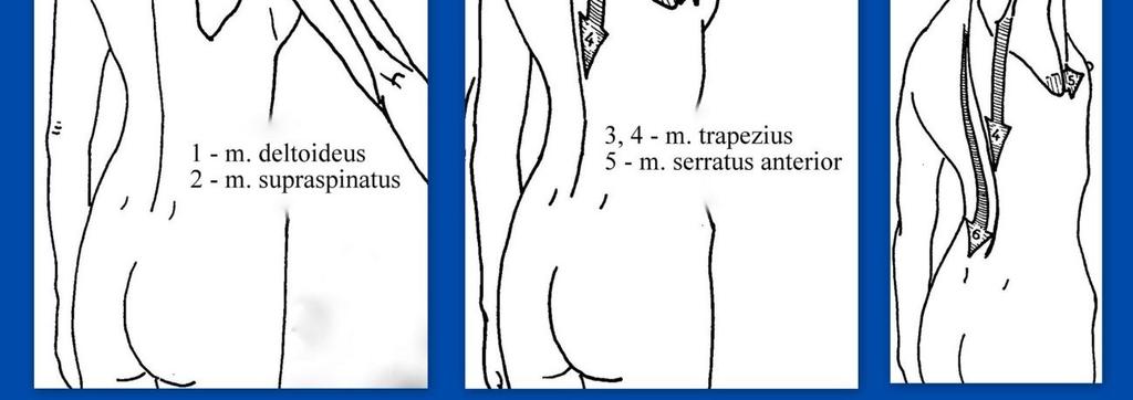 osy zevně, tomu však zabrání mm. rhomboidei svojí kontrakcí a umožní tak m.