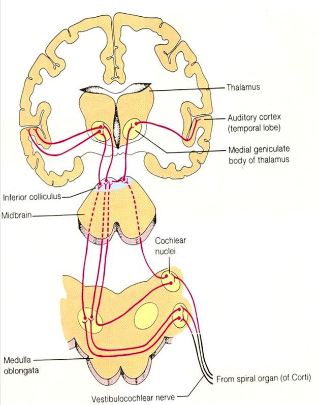 Neuronové obvody sluchového systému - rozsah slyšitelnosti = 16 20 000 Hz - intenzita v rozpětí od prahu asi 5 db sluchový nerv