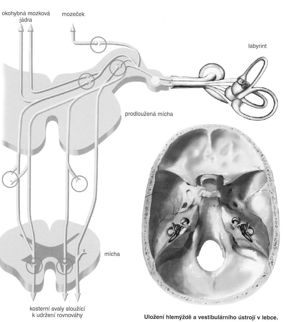 Vzruchy vestibulárními nervy -vestibulární jádra, mozeček, mozková kůra Delší dráždění statokinetického