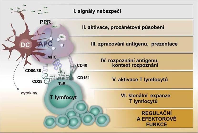 klonální expanze a funkční polarizace