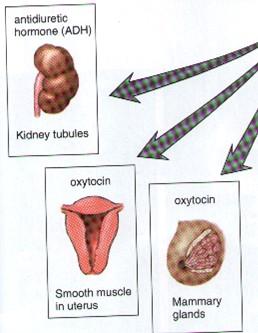 systém infundibulum neurohypofýza Hormony tvořené v