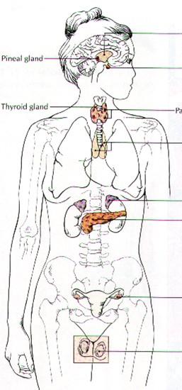 Anatomie ţláz s vnitřní sekrecí epifýza štítná ţláza hypotalamus