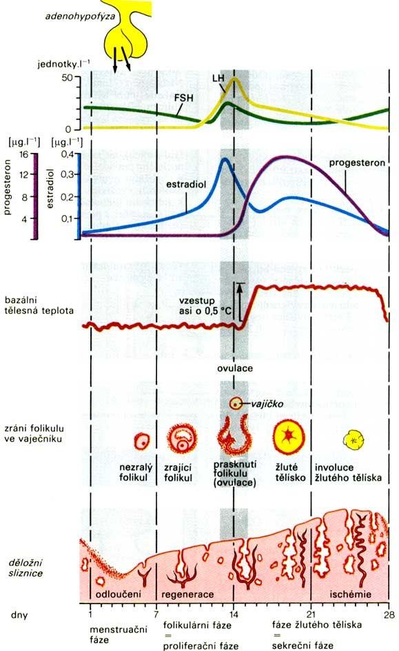 menstruační cyklus Menstruační fáze 1-5 den Folikulární (proliferační) fáze 5-14den Ovulace 14 den Fáze žlutého tělíska (luteální fáze) 14-28 den ESTROGEN: zadržují vodu a soli; zvyšují metabolismus