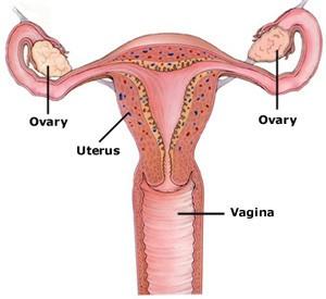 Ženský pohlavní systém Progesteron (vzniká ve žlutém tělísku, které zbude po vyplavení vajíčka do vejcovodu) vaječník děloha vaječník působí na další