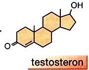 - mužské (Androgeny) = Testosteron mužský vzhled - ženské